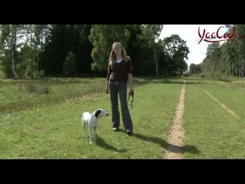 Hunde-Erziehung: Tipps &amp; Tricks von einer Hundetrainerin zum Thema Hund